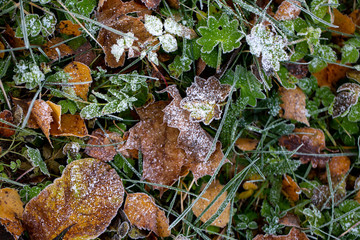 Background of autumn leaves in the frost to october or november