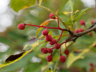 (Zanthoxylum bungeanum) Poivre du Sichuan ou baies de Sichuan à maturation de couleur rouge...