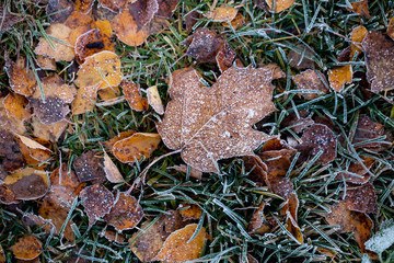 Background of autumn leaves in the frost to october or november