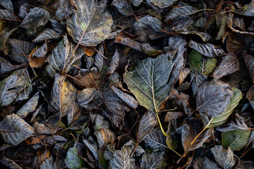 Background of autumn leaves in the frost to october or november