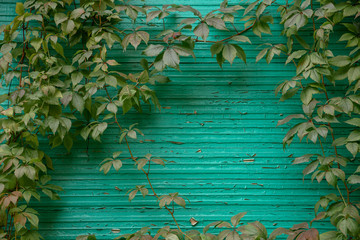 There is a beautiful autumn or summer natural background: part of the turquoise painted wooden wall is framed, consisting of branches and leaves of wild grapes. Blur, selective focus, copy space.