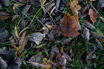 Background of autumn leaves in the frost to october or november