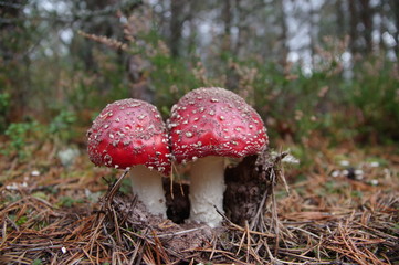 Muchomor czerwony Amanita muscaria