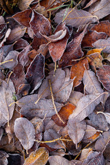 Background of autumn leaves in the frost to october or november