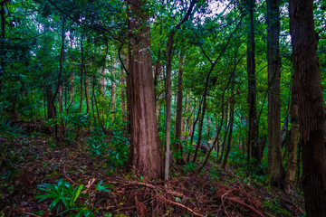 Obraz premium 大和市泉の森公園の森林のイメージ