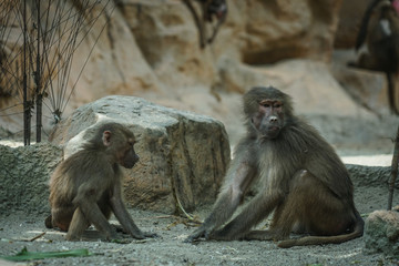 シンガポール動物園のマントヒヒのイメージ