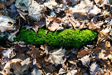 green moss among old dry leaves