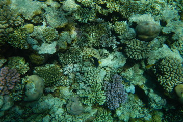 Naklejka na ściany i meble Red Sea underwater landscape with fishes and corals. Natural background