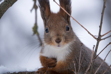 Obraz premium Russian Winter