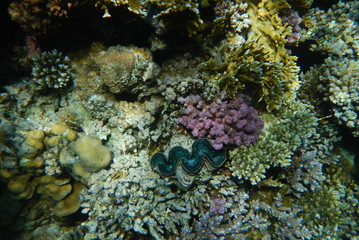 Red Sea underwater landscape with fishes and corals. Natural background