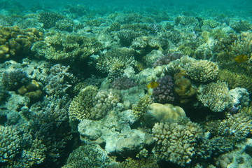 Naklejka na ściany i meble Red Sea underwater landscape with fishes and corals. Natural background