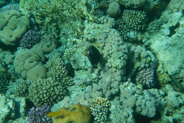 Red Sea underwater landscape with fishes and corals. Natural background