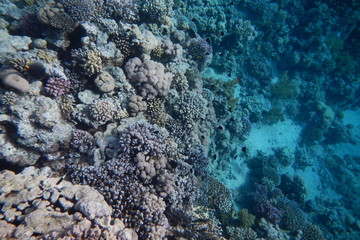 Red Sea underwater landscape with fishes and corals. Natural background