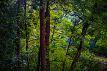 大和市泉の森公園の森林のイメージ