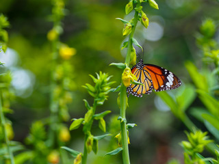 Common tiger butterfly