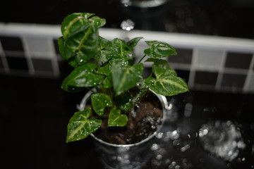 little tree with water