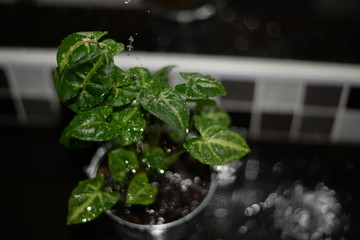 little tree with water