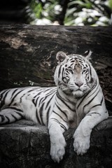beautiful portrait of white bengal tiger in wildlife