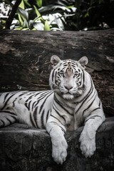 beautiful portrait of white bengal tiger in wildlife