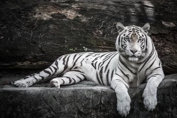 Schilderijen op glas mooi portret van witte Bengaalse tijger in het wild © w1snu.com
