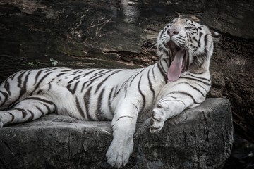 beautiful portrait of white bengal tiger in wildlife