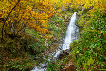 Fototapeta na wymiar Hayedo de Montegrande con sus colores otoñales y Cascada del Xiblu. Ruta de senderismo. Cordillera Cantábrica, Asturias, España.