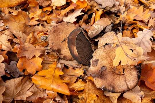 Mushroom in autumn forest. Group of big brown mushrooms is surrounded by fallen yellow and red leaves. Close-up image of harvest gathering of edible fungus or danger poisonous ones