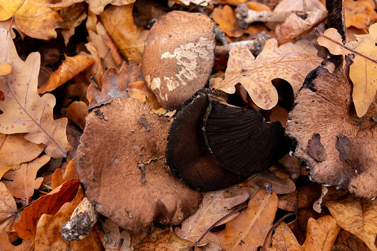 Mushroom in autumn forest. Group of big brown mushrooms is surrounded by fallen yellow and red leaves. Close-up image of harvest gathering of edible fungus or danger poisonous ones