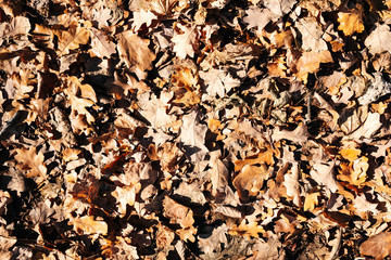 old leaves on the ground in the forest