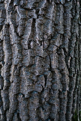 texture of an old tree in a forest on the ground