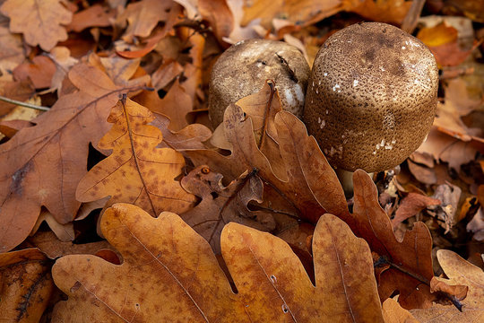 Mushroom in autumn forest. Group of big brown mushrooms is surrounded by fallen yellow and red leaves. Close-up image of harvest gathering of edible fungus or danger poisonous ones