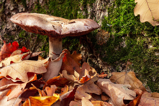 Mushroom in autumn forest near a tree trunk covered by moss. Big brown mushroom surrounded by yellow and red leaves. Close-up image of harvest gathering of edible fungus or danger poisonous ones
