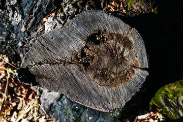 stump in the forest top view
