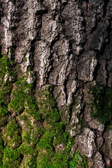 texture of an old tree in a forest on the ground