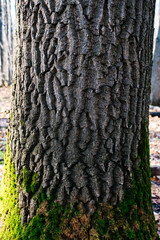 texture of an old tree in a forest on the ground