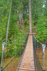 Suspension bridge in the forest.