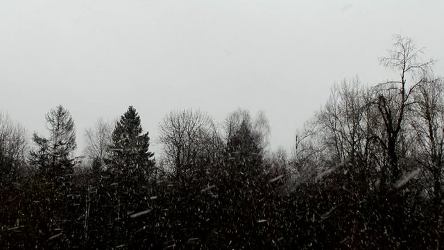 beautiful video with falling snow on the background of a black forest
