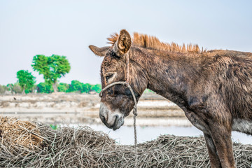 poor an innocent brown donkey standing in the fields and looking so tired cause of heavy work in...