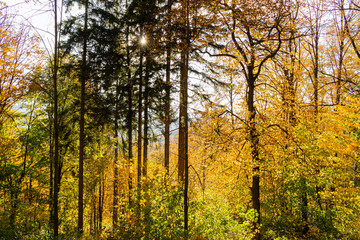 Autumn forest trees. Nature green wood sunlight backgrounds.