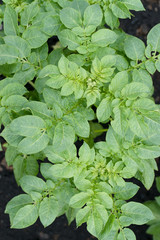 Eco young potato plants in spring garden