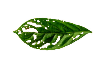 Fototapeta na wymiar Leaves in the garden on white background. Debris after being eaten by worms. The furrows on the leaves occur naturally.