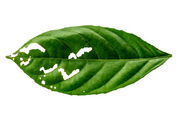 Leaves in the garden on white background. Debris after being eaten by worms. The furrows on the...