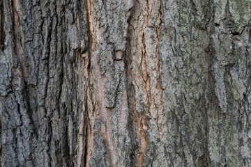 Acer saccharum, the sugar maple or rock maple