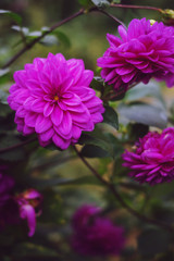 Pink Dahlia flowers in garden