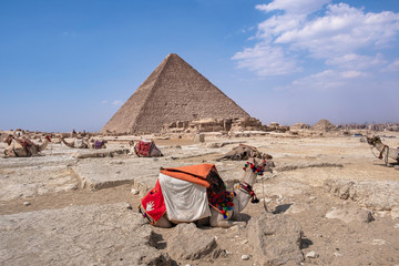Resting camels in front of Great Pyramid of Giza, Egypt