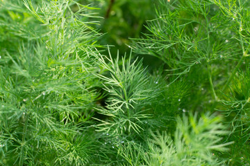 Fototapeta na wymiar Fresh lush dill background with dew drops on herbal farm