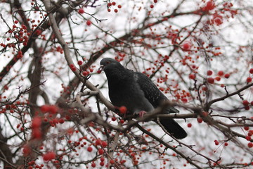  gray pigeon is knitted on a tree branch strewn with red small fruits against the sky.