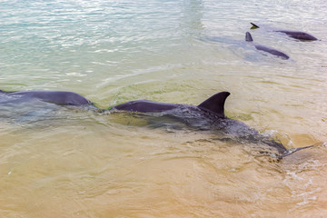wild dolphins near the shore in Australia Monkey Mia beach, Shark Bay, Australia