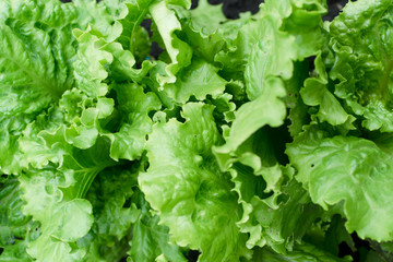 Fresh lush eco lettuce leaves background closeup