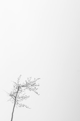 Lonely branch with dry leaves on the foggy background. Minimal black and white composition.